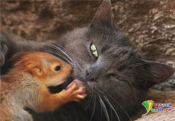 母猫收养四只孤儿松鼠 抱在怀里不离不弃