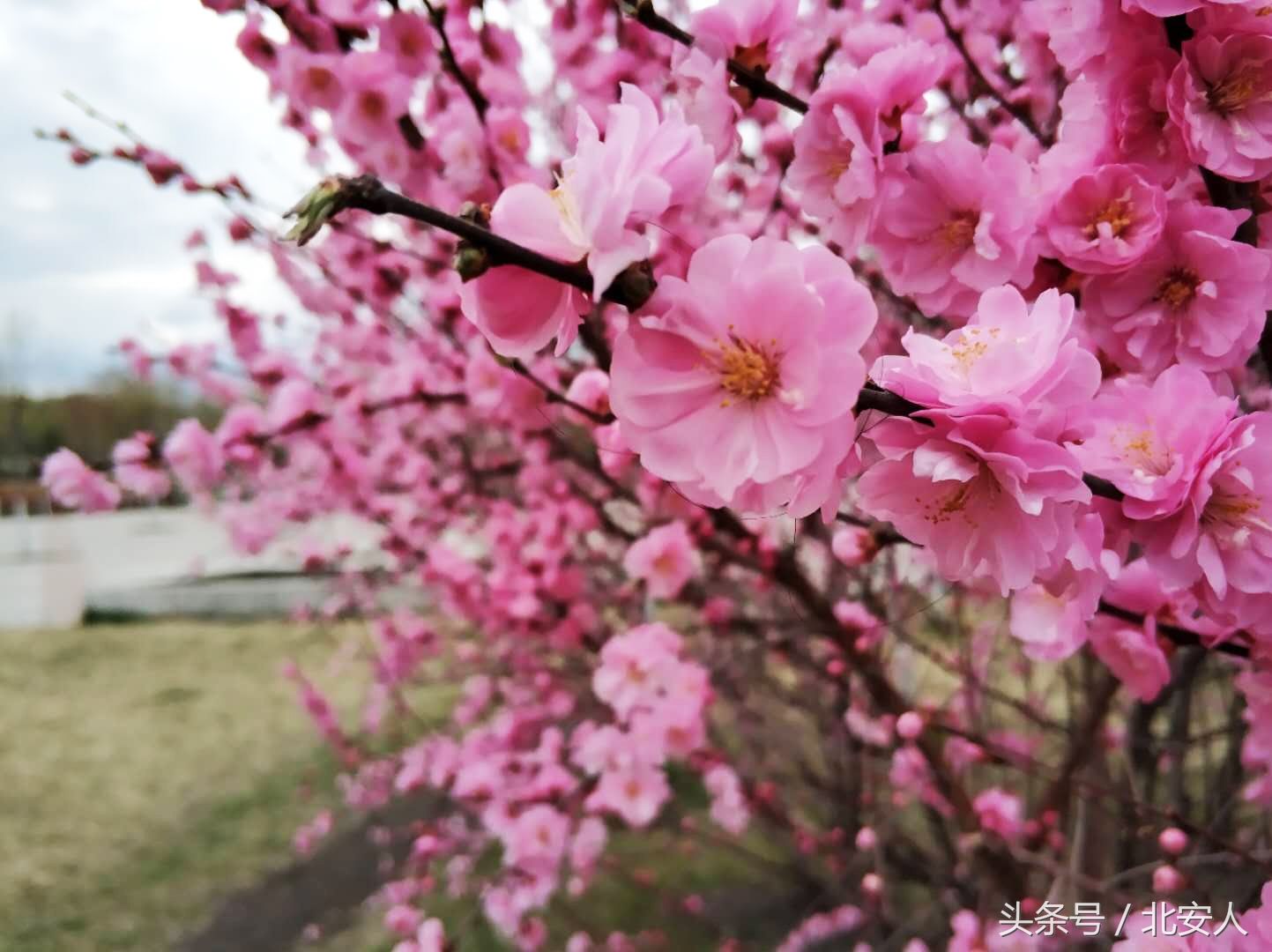 北安，傲梅怒放，春香动人!美了!美了