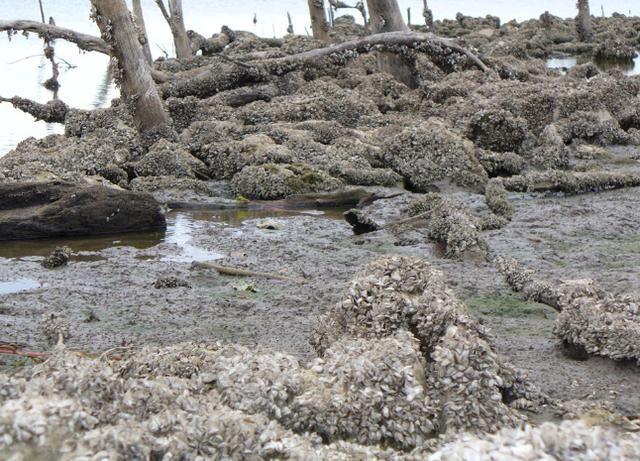 北美五大湖区被“外来生物”霸占，渔民看见都愣住了