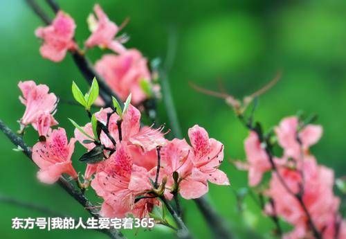 6月大喜临门，好运连连的几大生肖，财源滚滚，富贵难挡