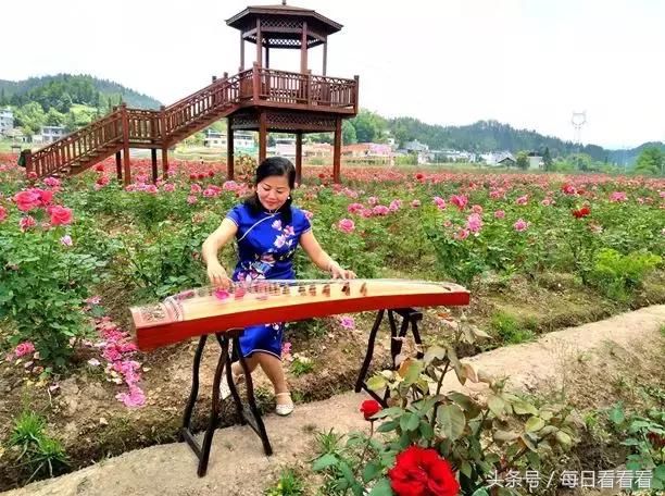 利川一女子隐居乡村3年，种下一大片浪漫花海，美哭啦……