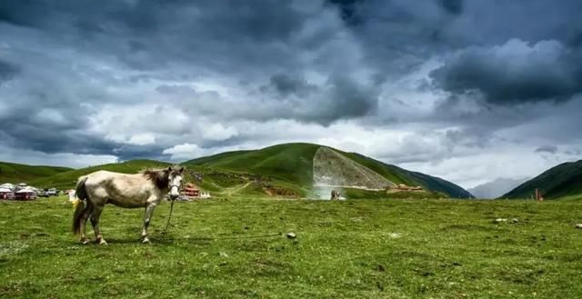 川西草原即将迎来最美季节，G318线的十里杜鹃长廊霸屏贡嘎之春！