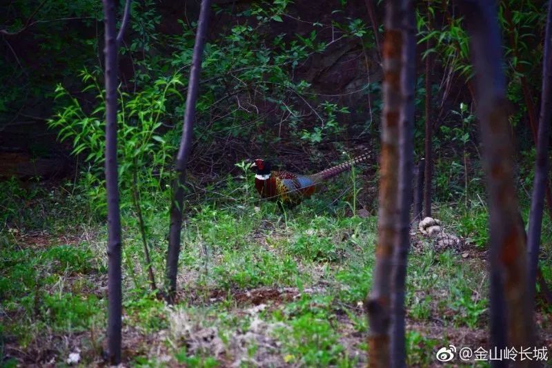 【立夏】风暖昼长，金山岭长城这些你期待的美景正在轮番上映!