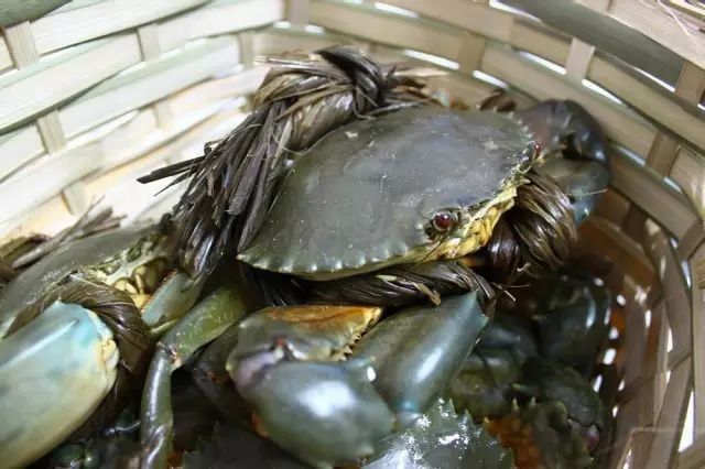 海南渔民整理的海鲜大全 ，以后不怕不认识海鲜了，赶紧收藏!