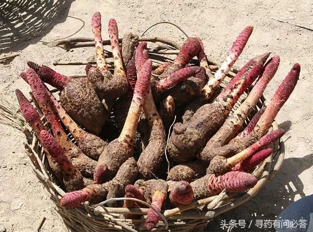 澳门银河官网:用这三味泡酒,老婆规定一天只能喝一杯 澳门银河官网:用这三味泡酒,老婆规定一天只能喝一杯