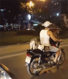 搞笑gif:老婆你听我说,我是冤枉的 电子游艺娱乐场