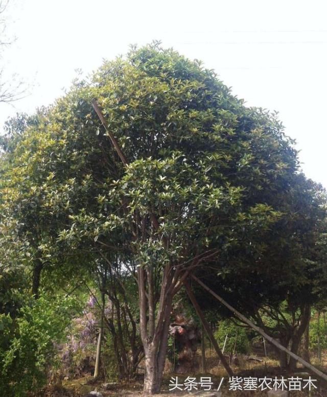 紫塞网三农苗木:河南潢川花木细述高杆桂花种