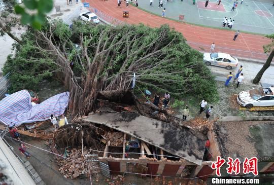 狂风暴雨袭福州 树倒墙塌多车被埋