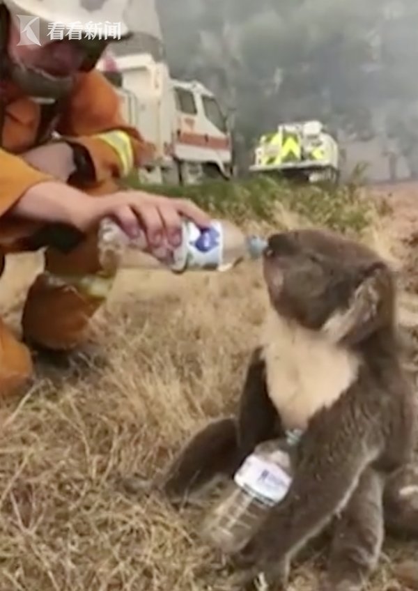 澳大利亚考拉喝水视频