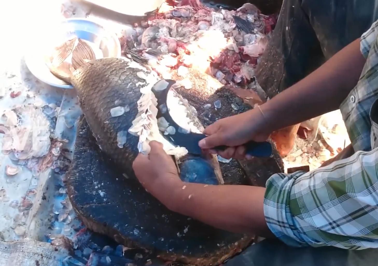 10斤重的肥鱼,印度五星级大厨这样去鱼鳞,国内