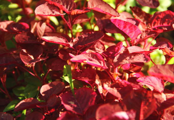 女人不想老太快,立冬多吃此果,美容养颜,减少皱