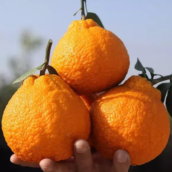 【投票】哪里的(产区)晚熟柑橘最好吃?