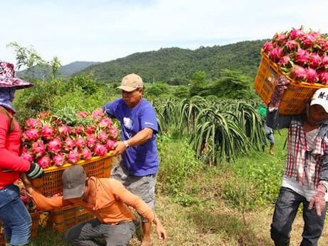 部分中国果蔬种植商将种植基地移向海外