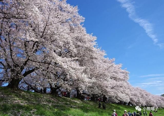 还在烦恼去哪看樱花?你绝对不可错过的9大赏樱圣地!