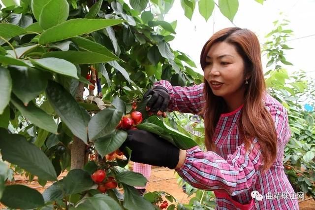 云南马龙区大棚车厘子试种成功 每亩年收益可超10万元