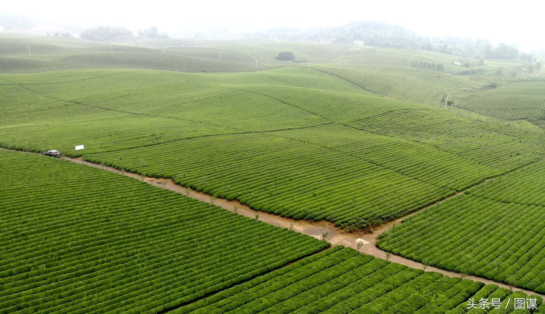 贵州不仅有100万年前的茶籽化石，还有世界上最大的茶园!