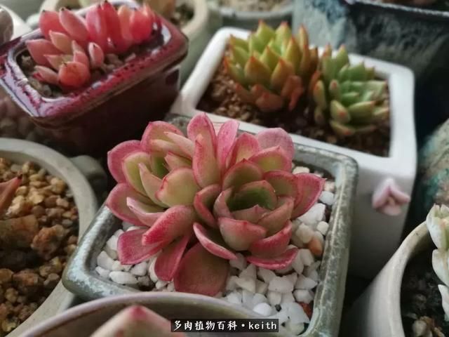 广东美肉,时间终究会给我们完美的馈赠!