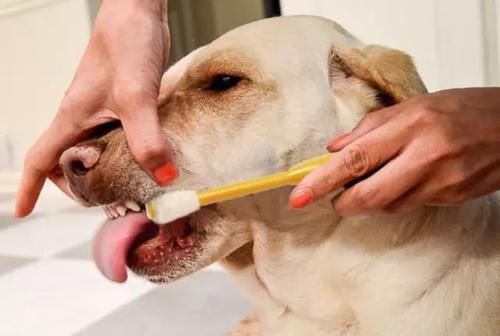 款兑水喝的洁齿水,不仅可以更好的清洁狗狗牙