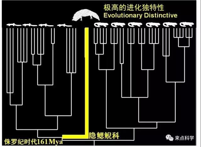 中国大鲵至少有五个物种！但这个发现却令人沮丧……