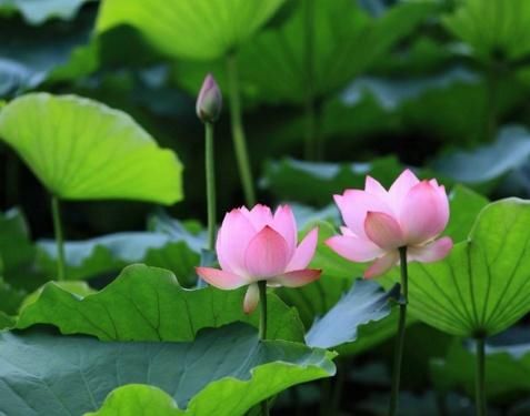 接福纳贵迎财神,2018年时来运转,4大生肖越活越滋润