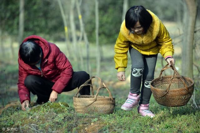 头条号上野菜满屏长，为什么很少有人种植野菜卖？