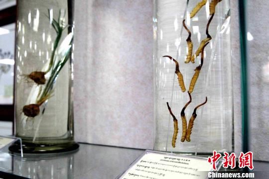 探访青海大学藏医学院藏药标本中心 藏1500种
