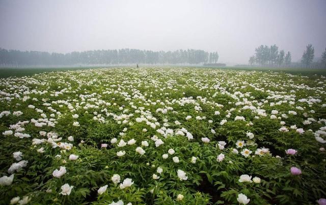 种植一次收获50年，亩赚5000元！是种植骗局吗？这油牡丹怎么种？