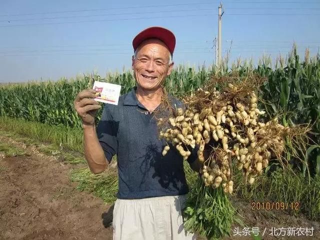 花生地如何除草啊？如何种植更高产？瞅过来……