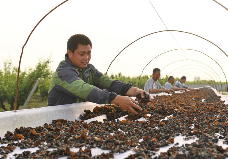 河北辛集:食用菌种植\＂变废为宝\＂效益增