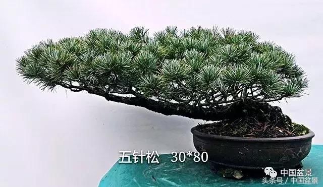 潘灵德自荐第17批盆景新作欣赏