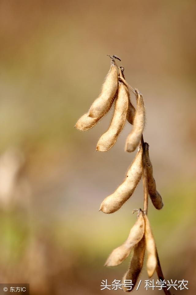 前4个月大豆进口量减少3.8%，有人担心猪肉价格会受影响