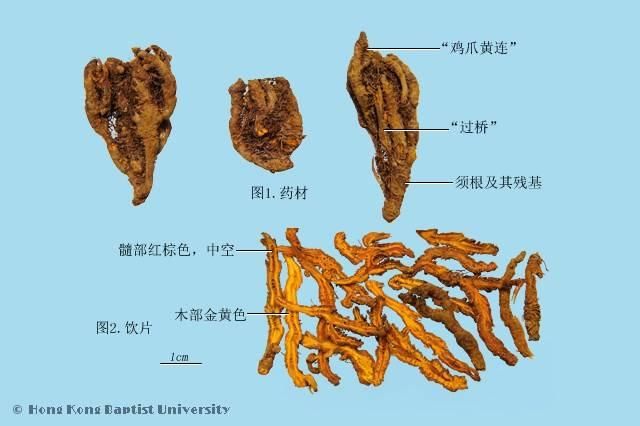 韩树人教授谈左金丸临床运用