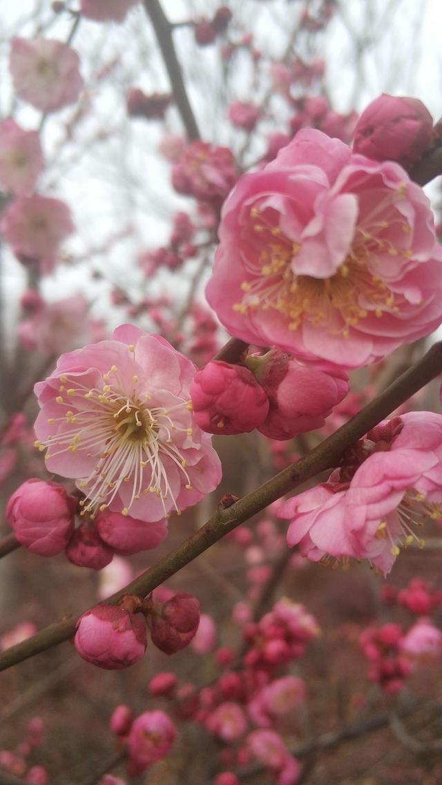 春天的脚步近了！平顶山白龟湖湿地公园里听花开的声音！