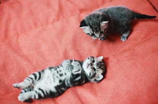 茶杯猫多少钱一只 选购的时候要注意哪些方面