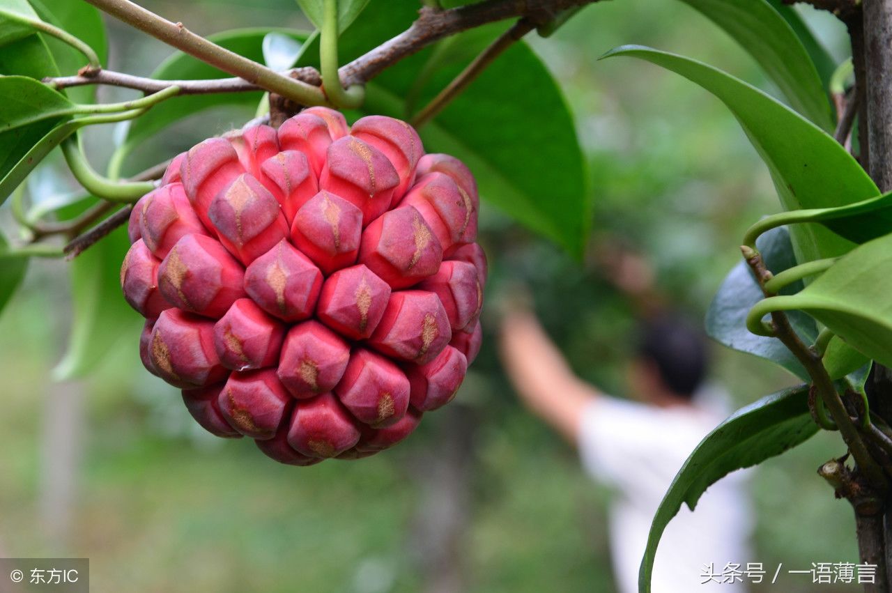 这种水果具有美容长寿的作用,近几年试栽成功