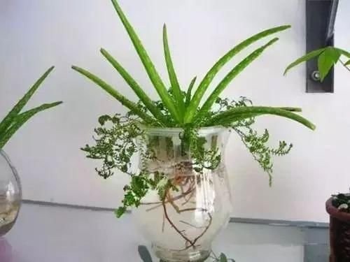 这些用“水”做出来的植物最美，再也不用担心水浇多啦!