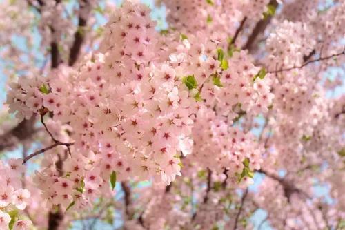 2019日本樱花花期预测!春暖花开,赏樱该提上日