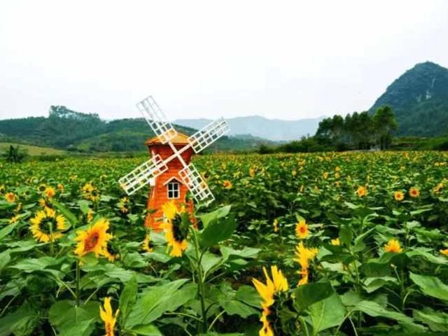 清远百亩向日葵惊艳绽放，还有七彩花田、漂流…… 现在来刚刚好