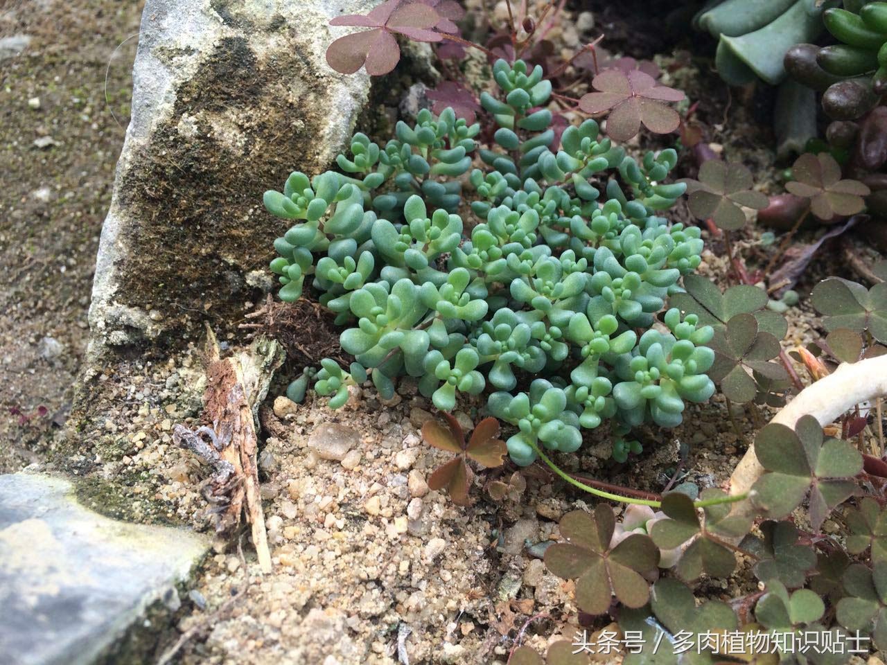 初春多肉植物大棚游记，边看边买美丽花卉