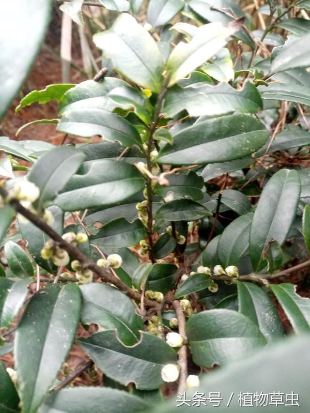 窄基红褐柃，高海拔地区专属山茶科园林植物