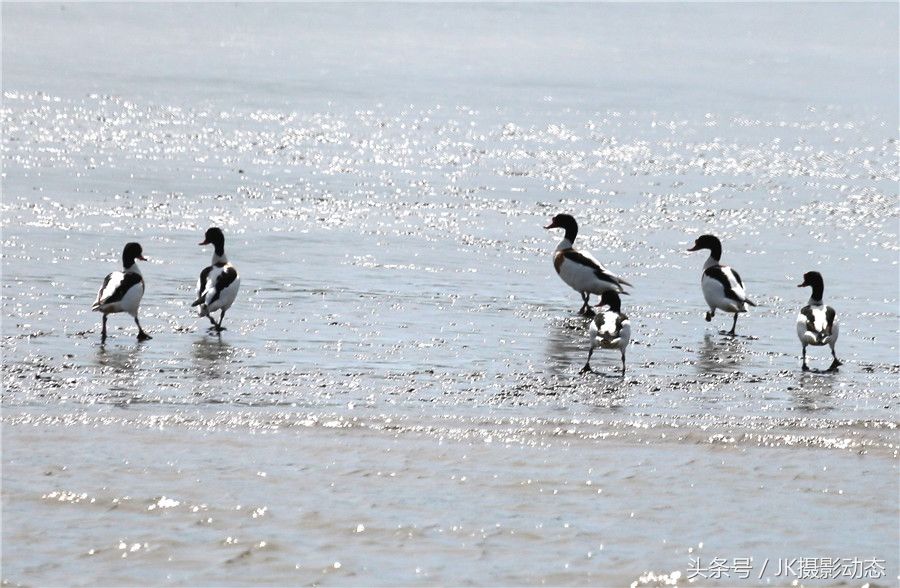 黑嘴鸥、翘鼻麻鸭在辽河绿水湾风景区栖息享受初夏暖阳