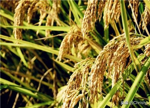 2019年水稻保护价还有吗?