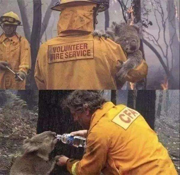 澳洲大火悉尼被烧