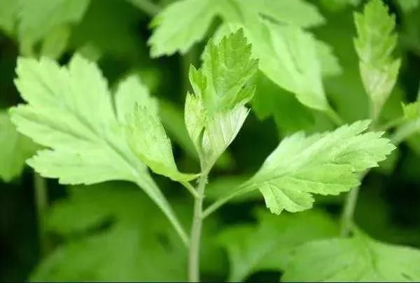夏季驱蚊大作战!植物中的天然熏香,蚊子想近
