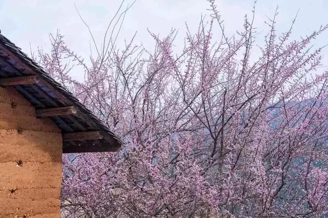 3月，美的不仅是丽江，更是丽江旁边的这座小城！