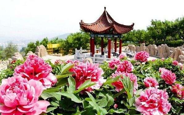 不负春光好时节，全国10大最美赏花地拿走不谢~~