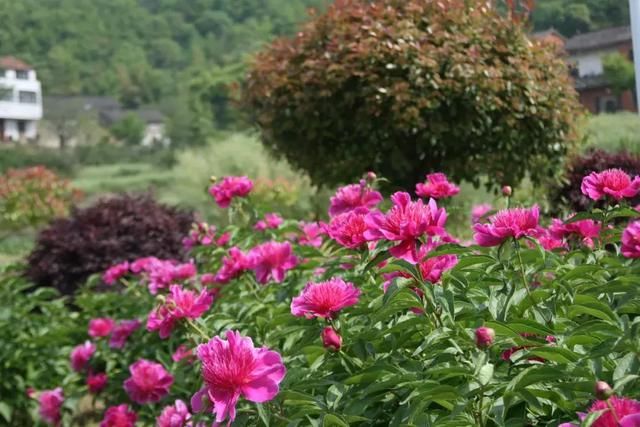 龙门花海 赏花之旅