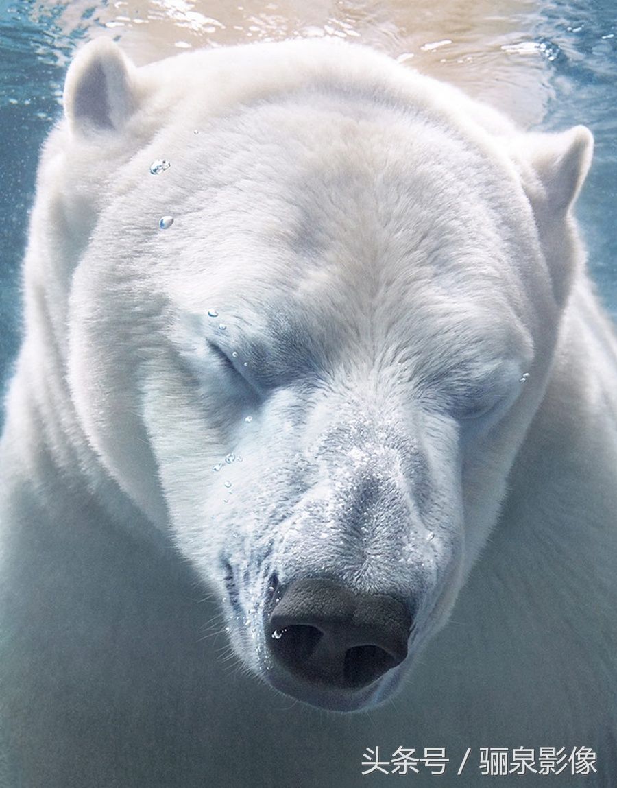 Tim Flach:唤起怜悯之心 充满人性的动物肖像
