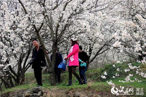 湖北十堰:樱桃花开早 风景美如画