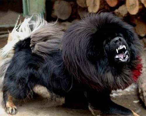 藏獒的排名_中国藏獒十大獒王排名(2)